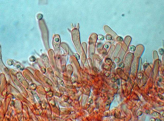 Camarophyllopsis atrovelutina  (Romagn.)  Argaud
